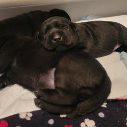 Labrador Retriever Puppies from Mac's Labradors