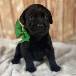Gus - Black male Labrador Retriever puppy in Newmanstown, Pennsylvania from Royalty Retrievers