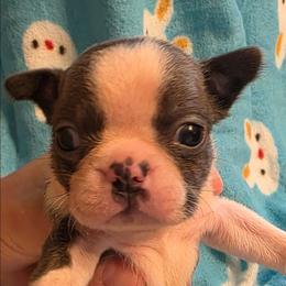 Benny - Blue male Boston Terrier puppy in Manchester, Iowa from Stogdill's Baby Bullies