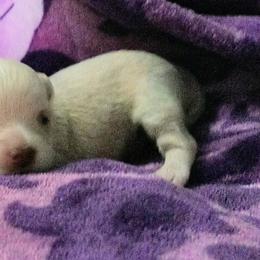 Chihuahua Puppies from Small and Mighty Chihuahuas