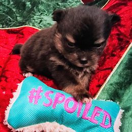 Pomeranian Puppies from Mayhew's Pomeranian Pups