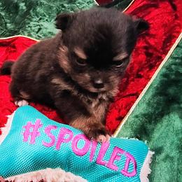 Pomeranian Puppies from Mayhew's Pomeranian Pups