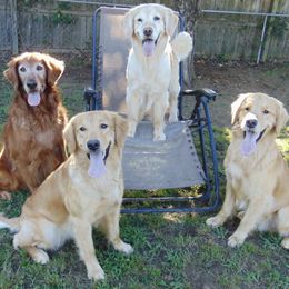 Golden Retriever All Grown Up from Rusty Creek Retrievers