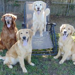 Golden Retriever All Grown Up from Rusty Creek Retrievers