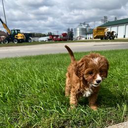 Daisy - Red female Cavapoo puppy in Maple Grove, Minnesota from Honey Bit Kennels