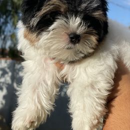 Biewer Terrier and Yorkshire Terrier Puppies from York Town California