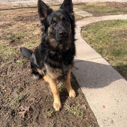 Zeus - Black and red male German Shepherd puppy in Perrysburg, Ohio from Fancy GSDs