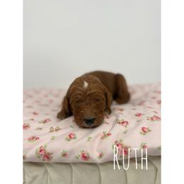 Ruth - Red  female Goldendoodle puppy in Smithfield, Kentucky from KBK9 Kennels