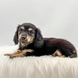 Raven - Black and cream female Dachshund puppy in Litchfield, Illinois from Charmm Dachshunds