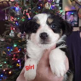 Blk tri, dark eye female - Black tri Miniature Australian Shepherd puppy in Burnsville, North Carolina from Grassy Woods Farm Dogs