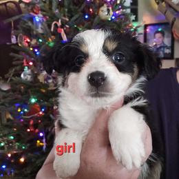 Blk tri, dark eye female - Black tri Miniature Australian Shepherd puppy in Burnsville, North Carolina from Grassy Woods Farm Dogs