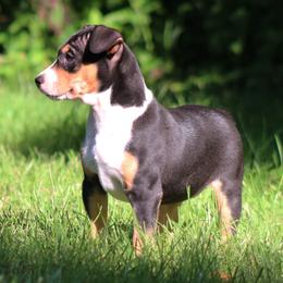 Rat Terrier Puppies from Walnut Acre Decker Terrier and ODT