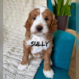 Sully - Red  male Goldendoodle puppy in Glendale, Arizona from Follow Your Bliss Doodles