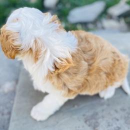 Aussiedoodle and Bernedoodle Puppies from North Mountain Doodles
