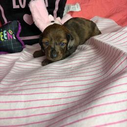 Maple - Dapple female Dachshund puppy in Lake City, Florida from My Ditzy Doxies of Florida
