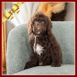 Jerri - Brown male Cockapoo puppy in Connersville, Indiana from Deaz Doodle Ranch