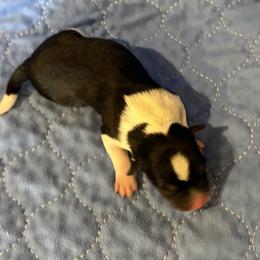 Lorena - Black white and tan female Rat Terrier puppy in Savoy, Texas from Rockin EZ Rat Terriers