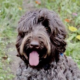 Lacey  - Australian Labradoodle
