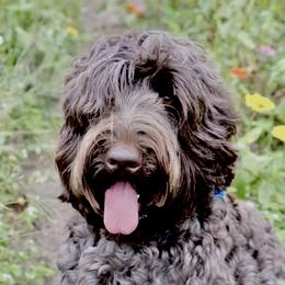 Lacey  - Australian Labradoodle