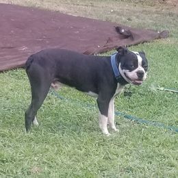 Hank - Boston Terrier