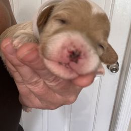 Cockapoo, Goldendoodle, and Poodle Puppies from Clad Doodles