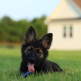 German Shepherd Puppies from Howixx German Shepherds