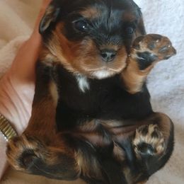 Cavalier King Charles Spaniels from Cowboy Cavaliers