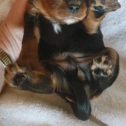 Cavalier King Charles Spaniels from Cowboy Cavaliers