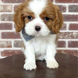 Chicago - Blenheim male Cavalier King Charles Spaniel puppy in Ammon, Idaho from Ammon Acres Cavaliers