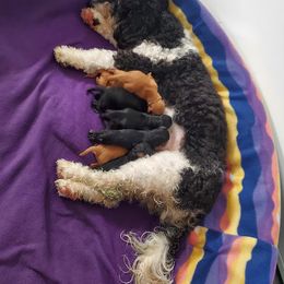 Aussiedoodle, Australian Shepherd, Bernedoodle, Cockapoo, and Poodle Puppies from Sis' Doodles & Poodles