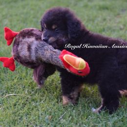 Zeus ⚡️ - Miniature American Shepherd puppy from Royal Hawaiian Aussies LLC