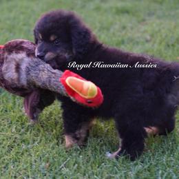 Zeus ⚡️ - Miniature American Shepherd puppy from Royal Hawaiian Aussies LLC