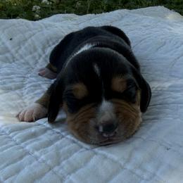 Toodles - Black white and tan male Beagle puppy in Kinta, Oklahoma from Beaver Creek Kennels