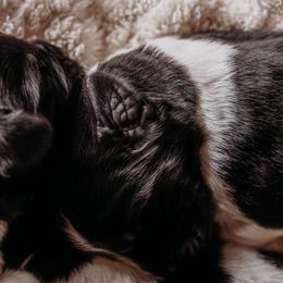 Newfoundland Puppies from Kinson Ridge Giants