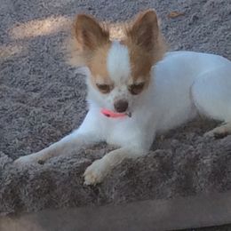 Holly - Chihuahua