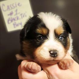Boy 1 - Black tri male Toy Australian Shepherd puppy in Hampton, Tennessee from TC Farms Stock Dogs - Miniature Australian Shepherds