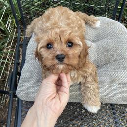 Cavalier King Charles Spaniel and Cavapoo Puppies from Larisa's Cavaliers