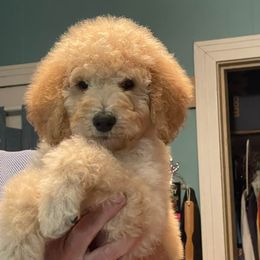 Old English Sheepdog and Sheepadoodle Puppies from Dallas Doodle Ranch