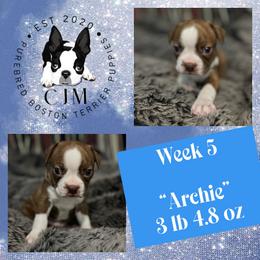 Archie - Red male Boston Terrier puppy in Jupiter, Florida from CJM Boston and Boxer Puppies