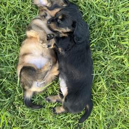 Dachshund Puppies from Cajun Coast Dachshunds