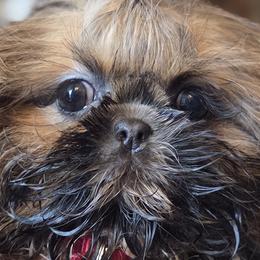 Shih Tzus from Sunshine Shih tzus