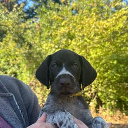 Yellow Boy - Liver and white male German Wirehaired Pointer puppy in Oregon City, Oregon from German Wirehaired Versatility Dogs