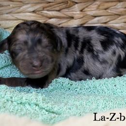 La-Z-boy - Blue merle male Aussiedoodle puppy in Henry, Illinois from Rowe Farms Doodles