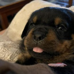 Rottweilers from Nicci Cooper's Rottweilers
