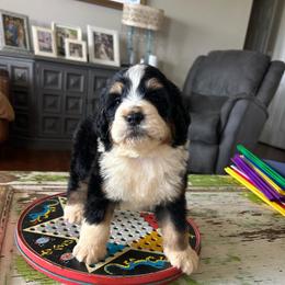 Tank - Tri-color male Bernedoodle puppy in Arabi, Georgia from Huckadoodle Farm