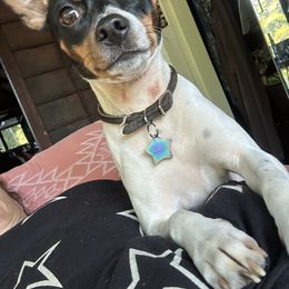 Rat Terrier Puppies from Haiku Rat Terriers