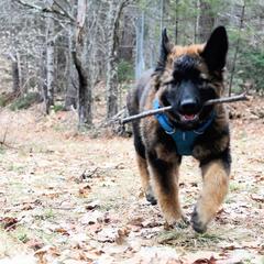 Belgian Tervuren Puppies from Chocorua Working Belgians