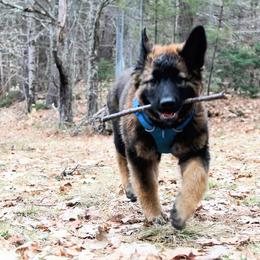 Belgian Tervuren Puppies from Chocorua Working Belgians