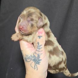 Choc - Tan Dapple Male - Dapple male Dachshund puppy in Woodland, Washington from SJs Dachshunds