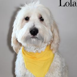Lola - Goldendoodle